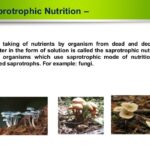 What is the Saprotrophic Mode of Nutrition?