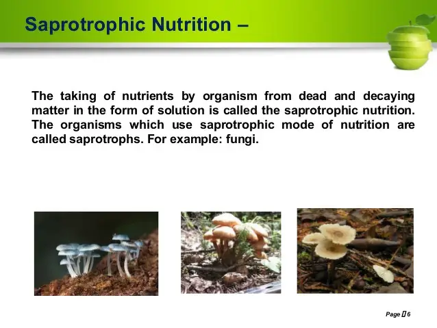 What is the Saprotrophic Mode of Nutrition?