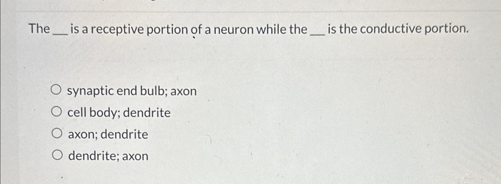 Which is the Main Receptive Portion of the Neuron